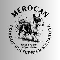 merocan_bullterrier