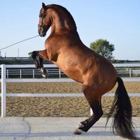 caballoshermanosmoyano