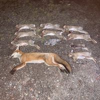 north_west_poacher