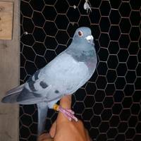 georgepigeonloft