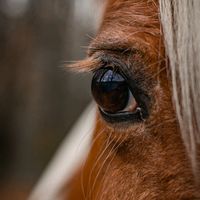 my_heart_of_comtoise