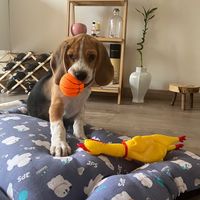 beaglebuddy5