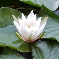 lotus___01