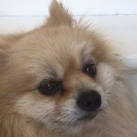rip_dog74