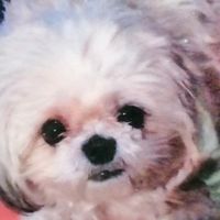 TikTok Account - https://p16-pu-ie.tiktokcdn-eu.com/tos-useast2a-avt-0068-euttp/d5bc9151a0eaece7ab3e74b4fb103cfd~tplv-tiktokx-cropcenter:200:200.jpeg