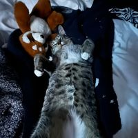 TikTok Account Photo