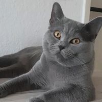boss_british_shorthair