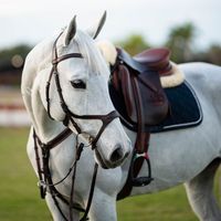 cheval_o0__.34