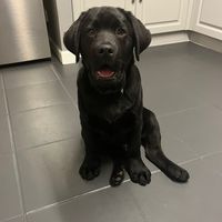 lenny_the_lab_