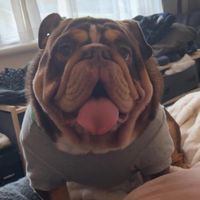 english_bulldog_bear