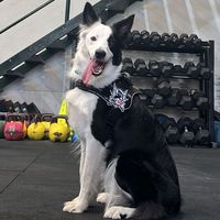 assia.bordercollie