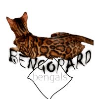bengopardbengals
