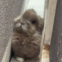der_hase02