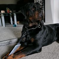akan.the.rottweil