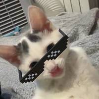 vincent.cat0