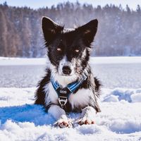 mia_la_bordercollie