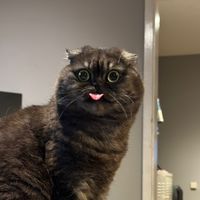 katyathescottishfold