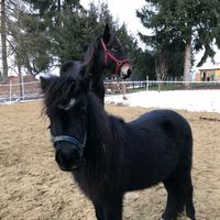 pumba_mini_pony