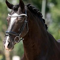 marla_ponyrider