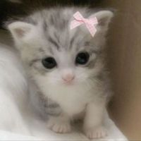 meowww696969