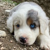 urus_et_ses_aventures