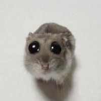 TikTok Account - razzoribelle