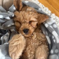 montymoocockapoo1