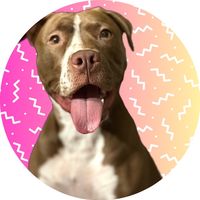 blue_lapitbull
