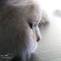 daily_poophet