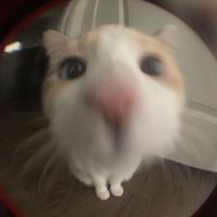 pisycrlq
