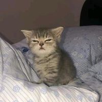 dumbkiw