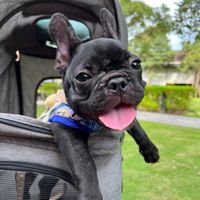 wagyu_thefrenchbulldog