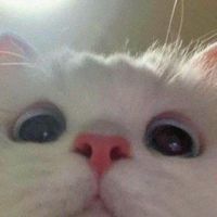 hmoouan_