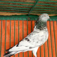 tippler_pigeon