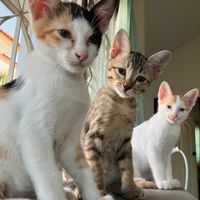 samkhumcats