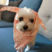 zoemibo