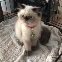andpat_6