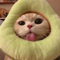 TikTok Account - https://p16-pu-ie.tiktokcdn-eu.com/tos-useast2a-avt-0068-giso/3f5dbbffa3a6e58b519073c5d499a93f~tplv-tiktokx-cropcenter:200:200.jpeg