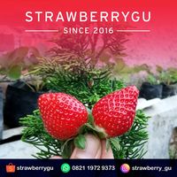 strawberry_gu