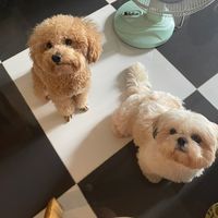 cocoiafj797