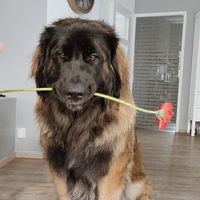 koda_de_leonberger