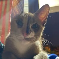 id1708267364