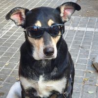 brunetehernando