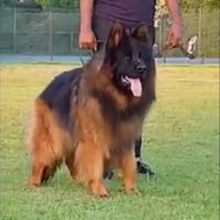 animalhub381