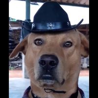 house_police191