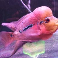 sea_shine_aquarium