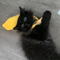 nofewi