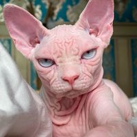 boomphynx_sphynxfamily