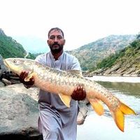 ansarmahmood6971