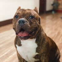 guccithebully19